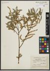 Foto von Salix alba L.
